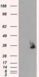 Serine racemase antibody [7E8]