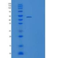 人胶质细胞系源性神经营养因子受体α2重组蛋白