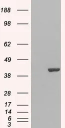 GRAP2 antibody