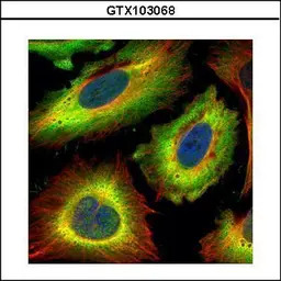 STIP1 antibody