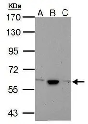 Cav beta 4 antibody [C3], C-te