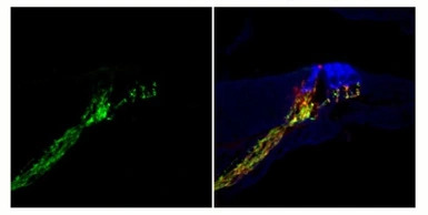 Synaptotagmin antibody