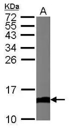 Cytochrome C antibody