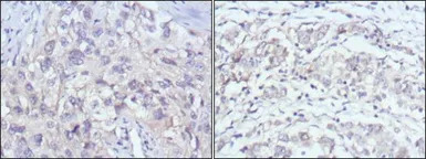 PAK2 antibody [3B5]