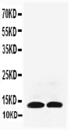 IL13 antibody