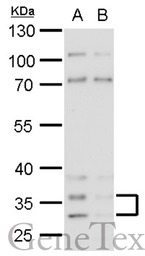 Histamine H4 Receptor antibody