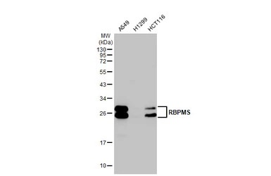 RBPMS antibody