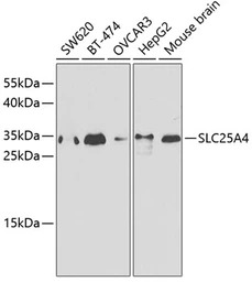 Adenine Nucleotide Translocase
