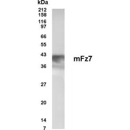 Frizzled antibody