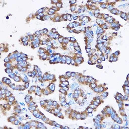 IL23 Receptor antibody