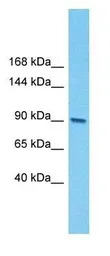 E2F7 antibody, N-term
