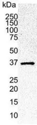 CDK6 antibody [DCS 83.1]