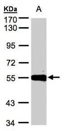 Carboxypeptidase M antibody [N