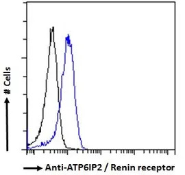 Renin Receptor antibody