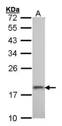RPS10 antibody