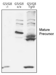 ABCG8 antibody
