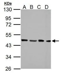 FEN1 antibody