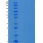 小鼠细胞间粘附分子2重组蛋白产品图
