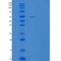 小鼠细胞间粘附分子2重组蛋白