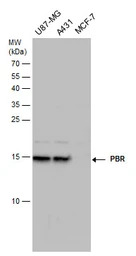 PBR antibody