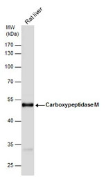 Carboxypeptidase M antibody [N