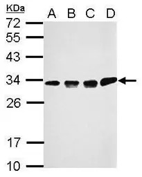 CCDC44 antibody