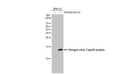 Dengue virus Capsid protein an