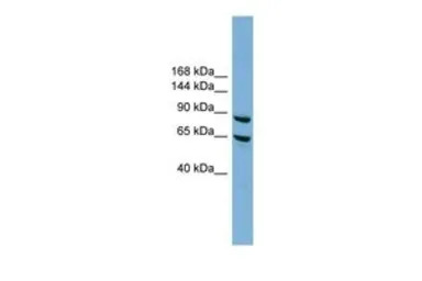 EXOC6 antibody, N-term