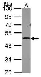 PSMC5 antibody