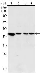 MEK2 antibody [7F5]