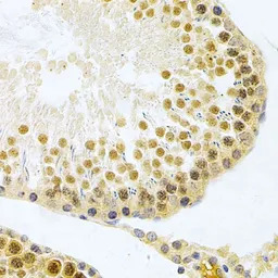 ELAVL1 / HuR antibody
