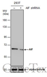 AIF antibody [N1N2], N-term