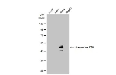 Homeobox C10 antibody