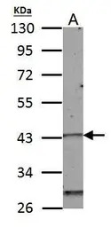 Homeobox C10 antibody