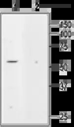 KCNK5 antibody