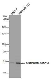 Glutaminase C (GAC) antibody [