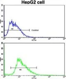 Laminin beta 2 antibody, C-ter