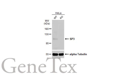 SP3 antibody
