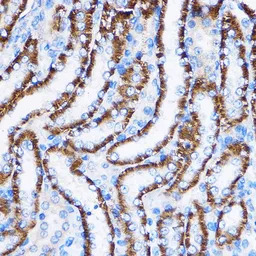 IL23 Receptor antibody