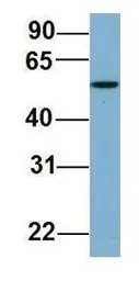 C22ORF28 antibody, Internal
