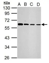 SQSTM1 / P62 antibody