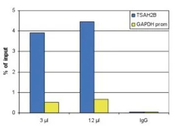 Histone H4K20me3 (trimethyl Ly