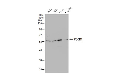 PDCD4 antibody