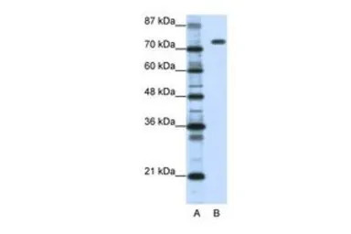 Nucleolin antibody, C-term