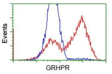 GRHPR antibody [4H2]