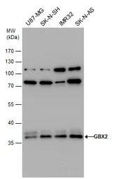 GBX2 antibody