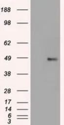 FOXA1 antibody [3A8]