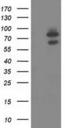 OSBPL11 antibody [6H9]