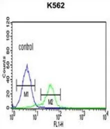 CD40L / CD154 antibody, C-term