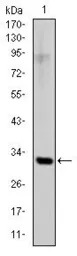 SNAI1 antibody [6D2]